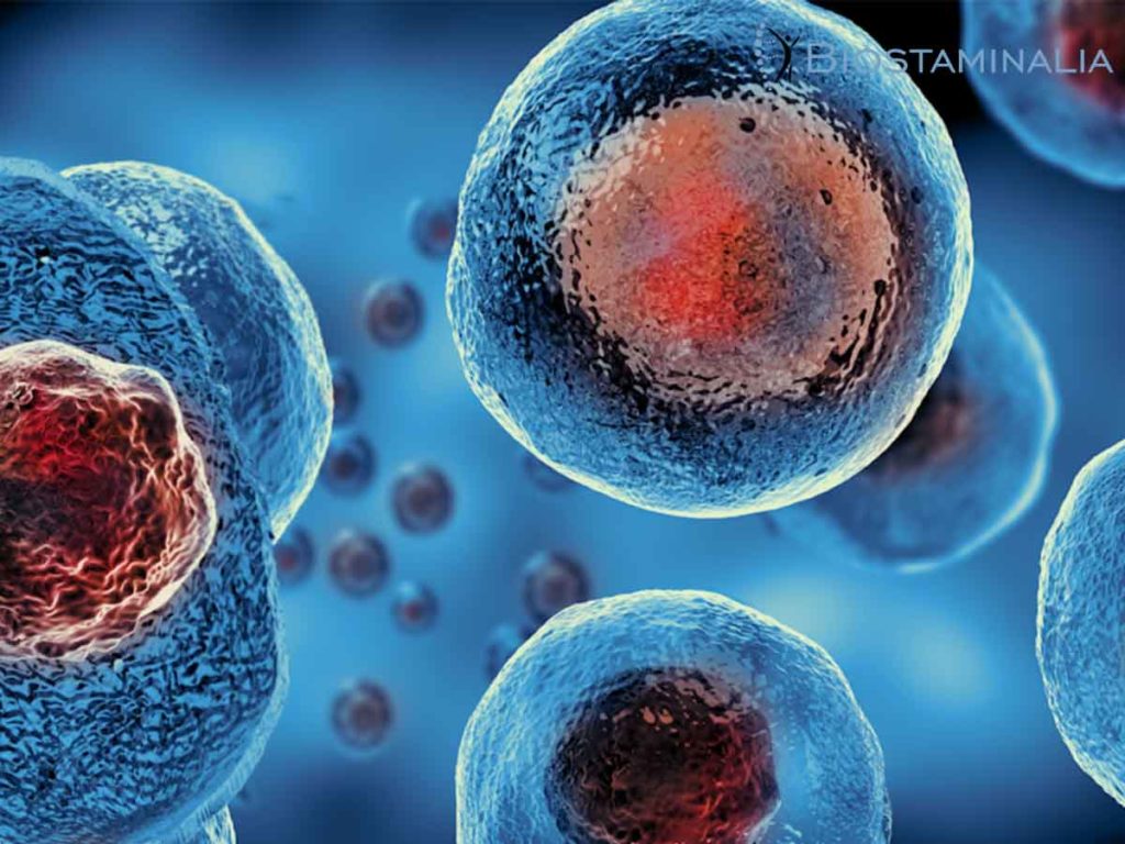 cellule staminali modificate