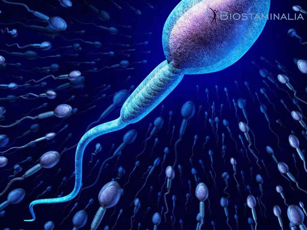 spermatozoi certificati
